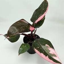 Philodendron Pink Princess Potted Plant, Size: 3.5&quot; Pot