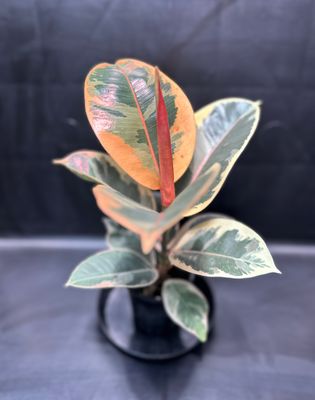 Ficus elastica