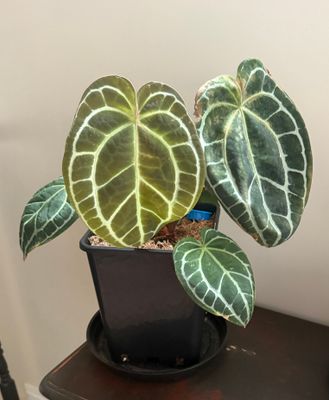 Anthurium