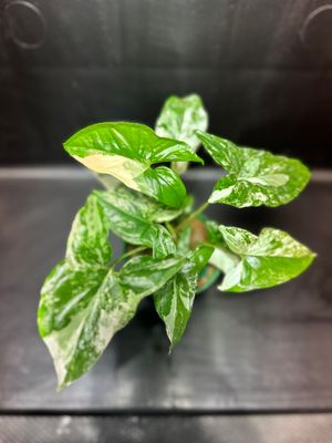 Syngonium