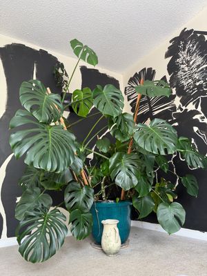 Monstera