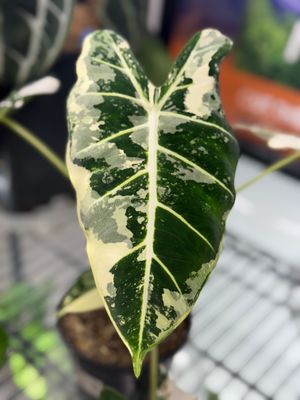 Alocasia