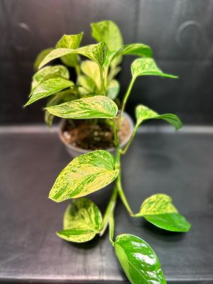 Pothos