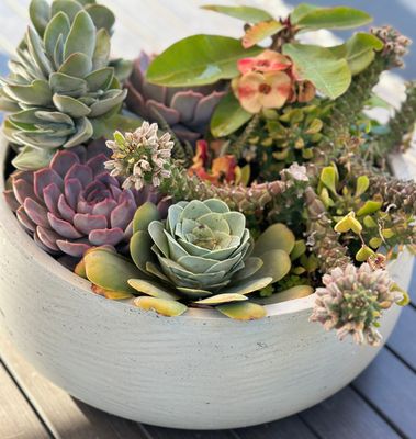 Succulents