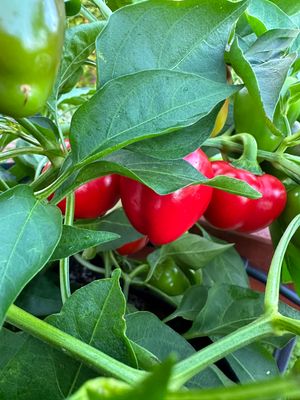 Vegetable &amp; Herb Live Plants