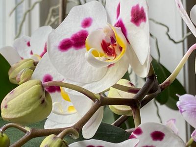 Orchid