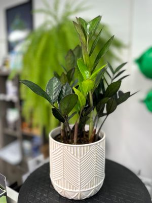 ZZ Plant