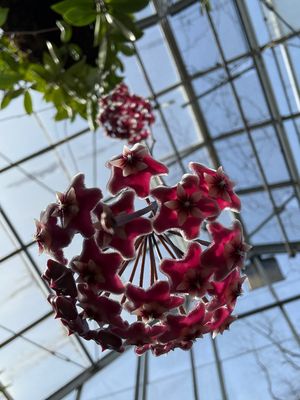Hoya