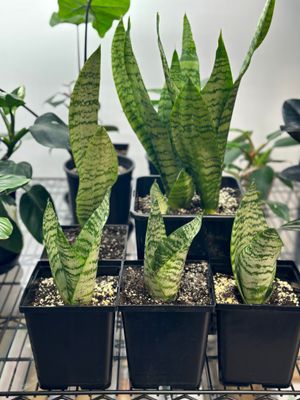 Sansevieria