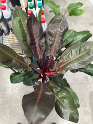 Philodendron