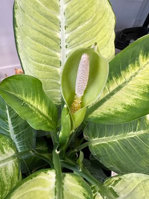 Dieffenbachia