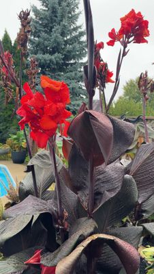 Canna Lily