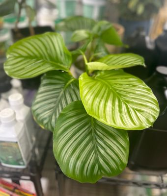 Calathea