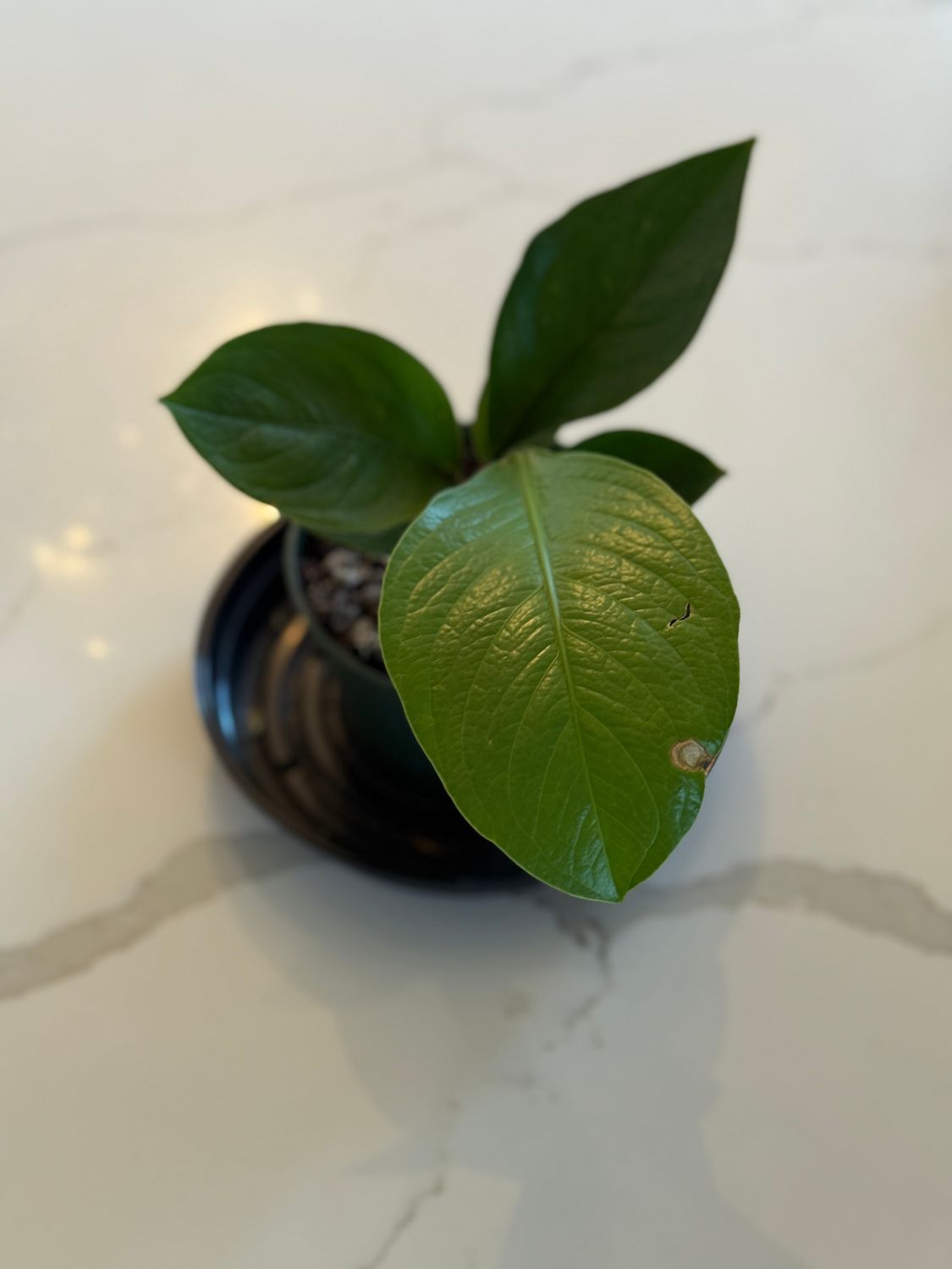 Anthurium Green Lady 4&quot; Potted Plant