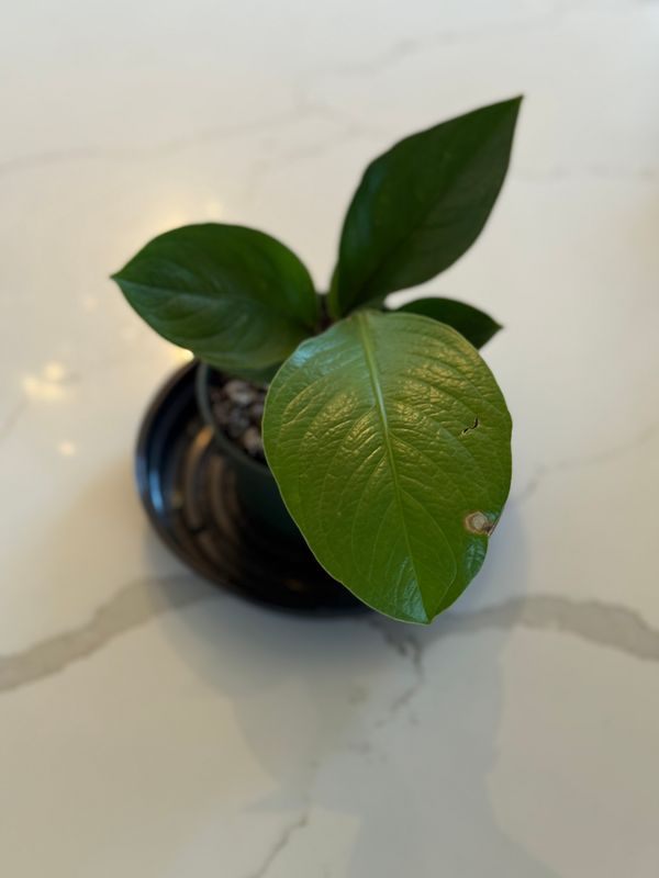 Anthurium Green Lady 4&quot; Potted Plant