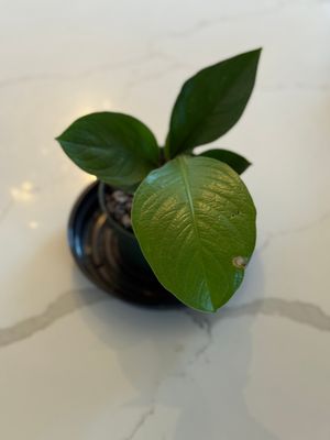 Anthurium Green Lady 4&quot; Potted Plant