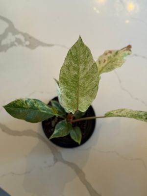 Anthurium Hookeri Variegated 5” Potted Plant Anthurium Hookeri Variegated 5” Potted Plant