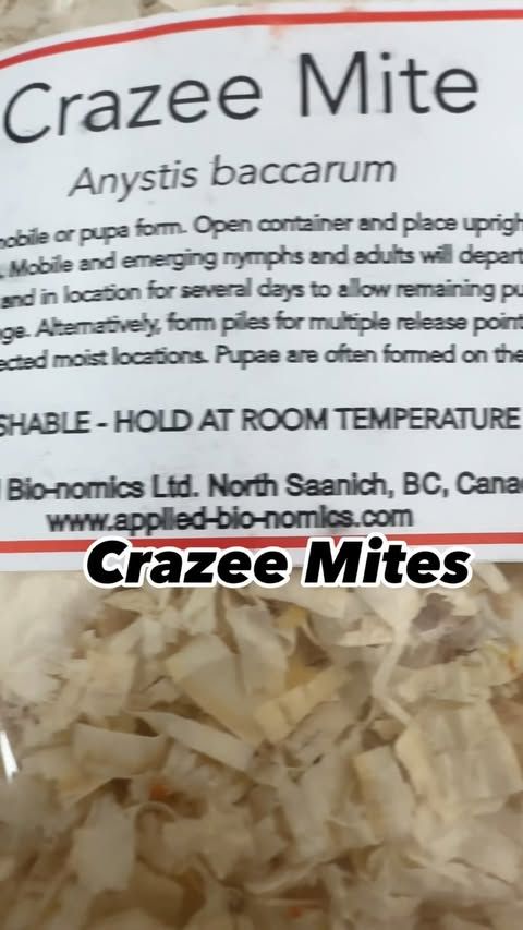 Beneficial Insects-Thrip Control Anystis baccarum Crazee Mites 1000