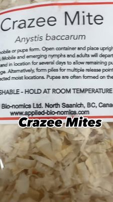 Beneficial Insects-Thrip Control Anystis baccarum Crazee Mites 1000 Beneficial Insects-Thrip Control Anystis baccarum Crazee Mites 1000