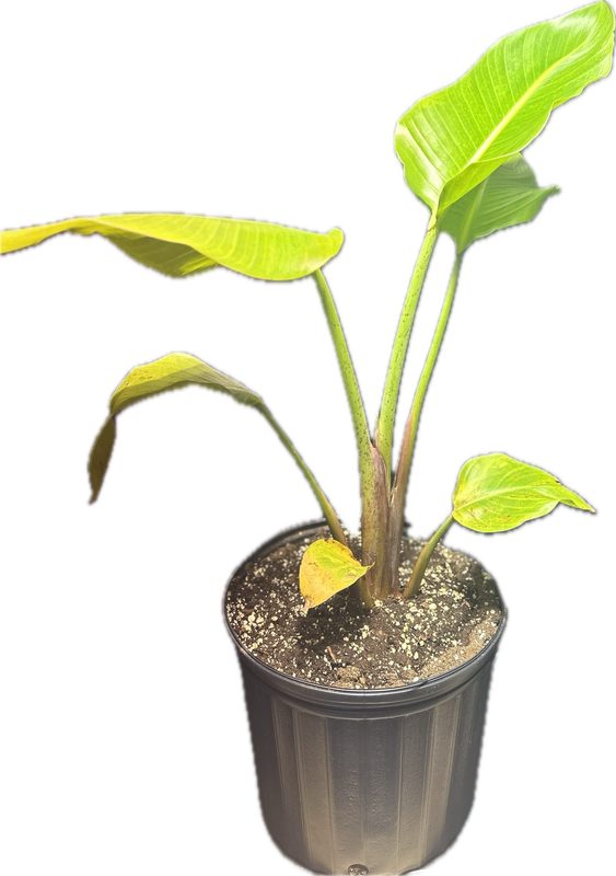 Bird of Paradise 10" Potted Plant