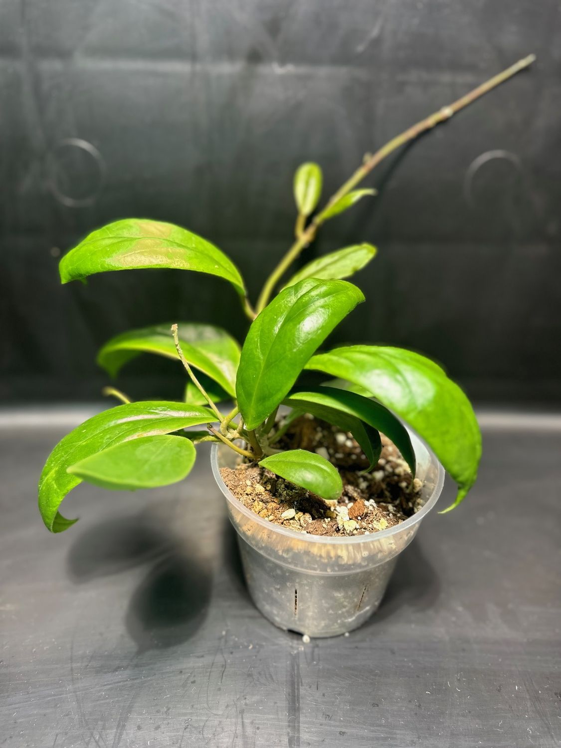 Hoya Incrassata 4" Potted Plant Hoya Incrassata 4" Potted Plant