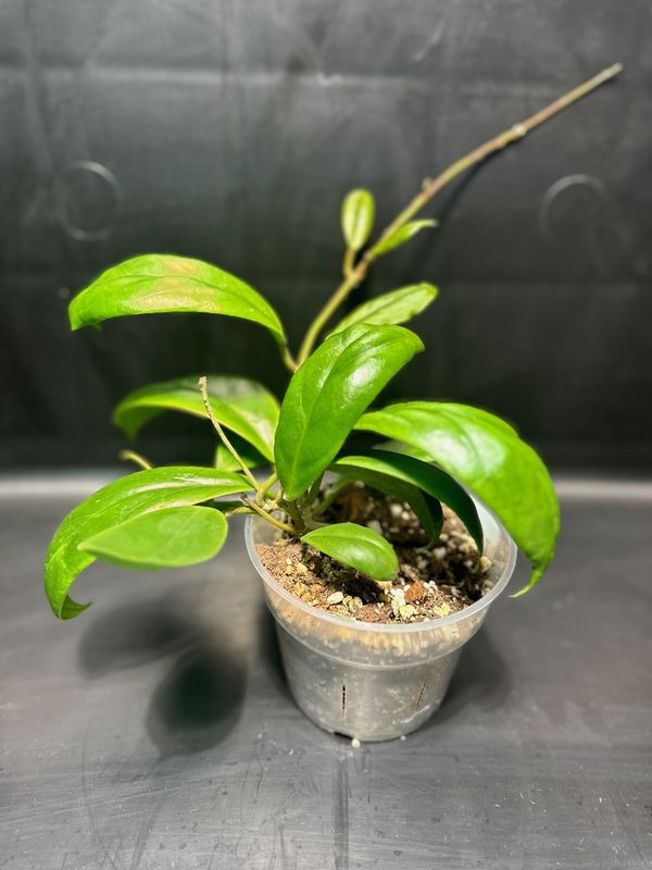 Hoya Incrassata 4" Potted Plant Hoya Incrassata 4" Potted Plant