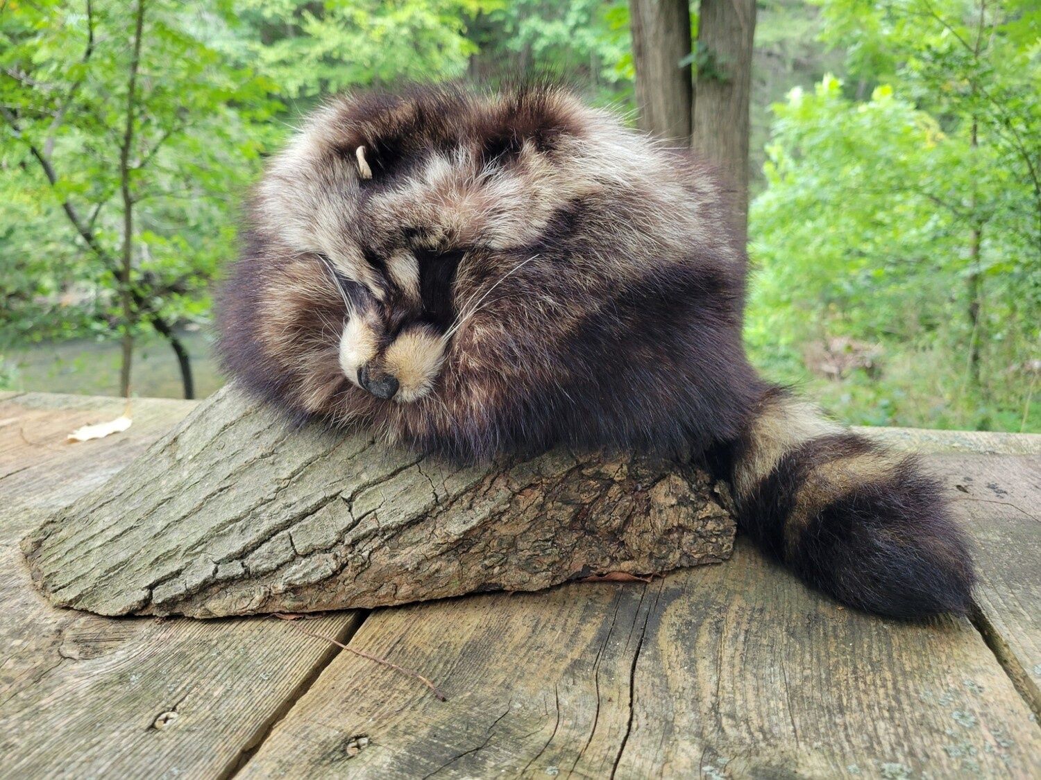 Crockett &#39;Coon Skin Cap