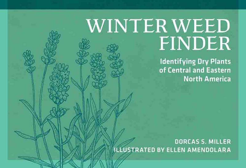 Winter Weed Finder 2nd ed. by Dorcas S. Miller