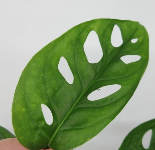 gummibaum neues blatt Gummibaum Robusta - Ficus elastica Robusta main image 0