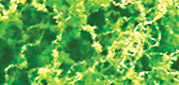 95057  Coarse Foliage-Fiber Cluster, Light Green