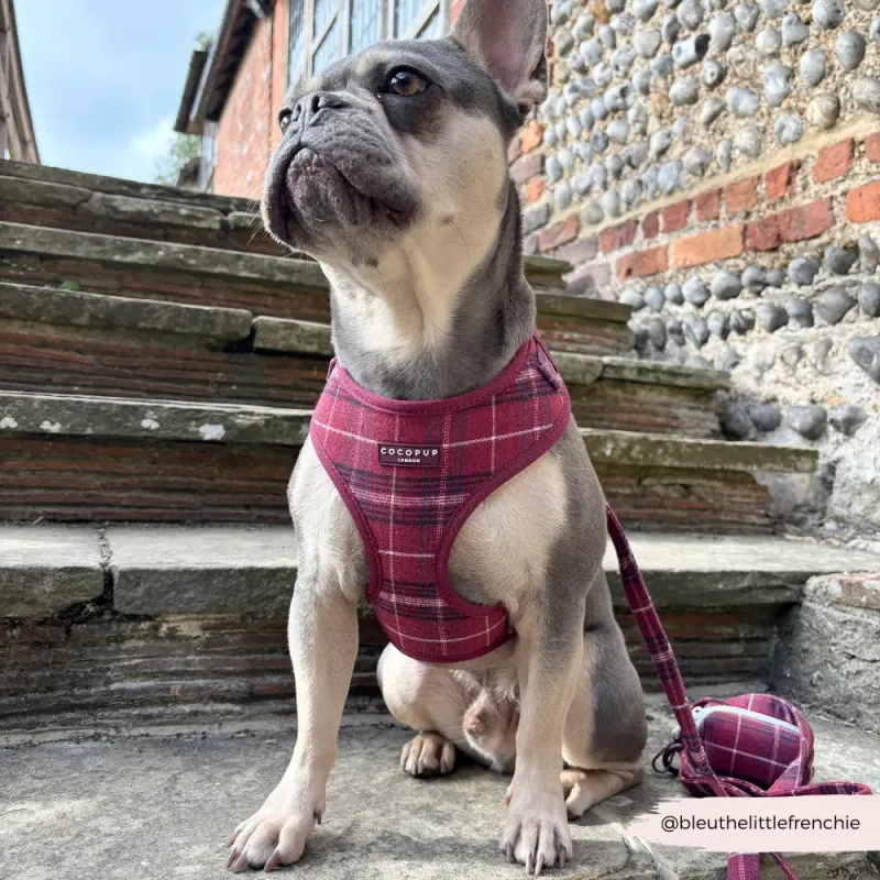 Mulberry Plaid Lead