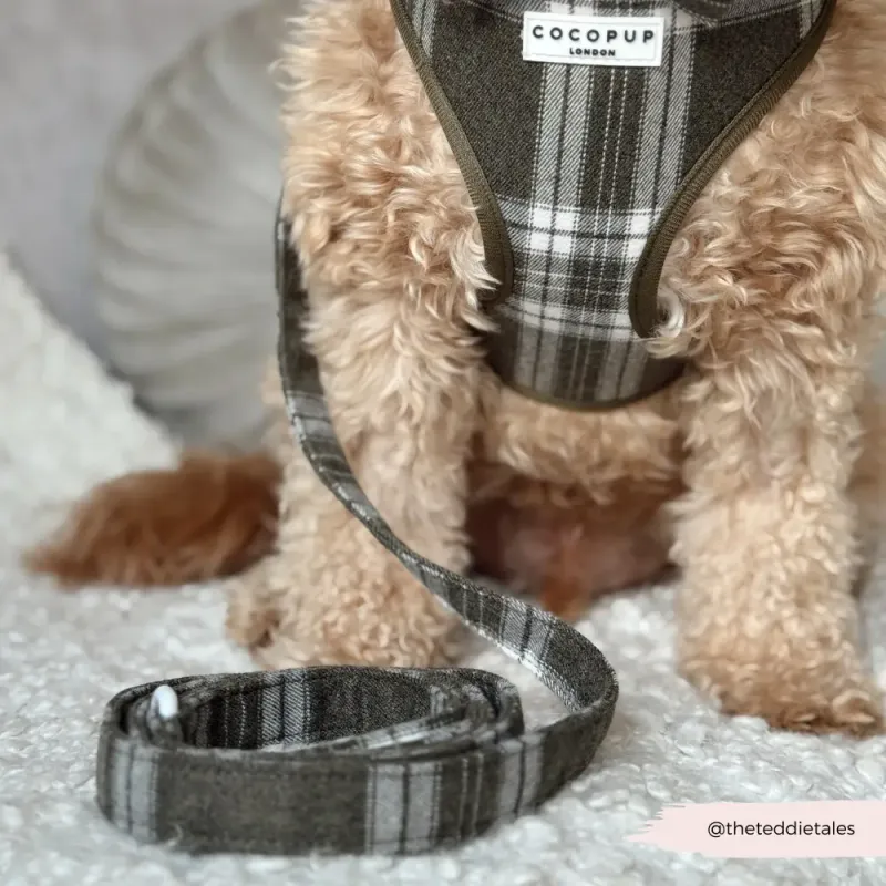 Olive Check Lead