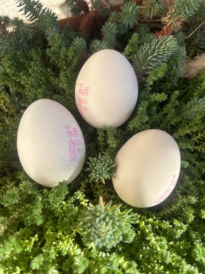 Bio Eier - roh