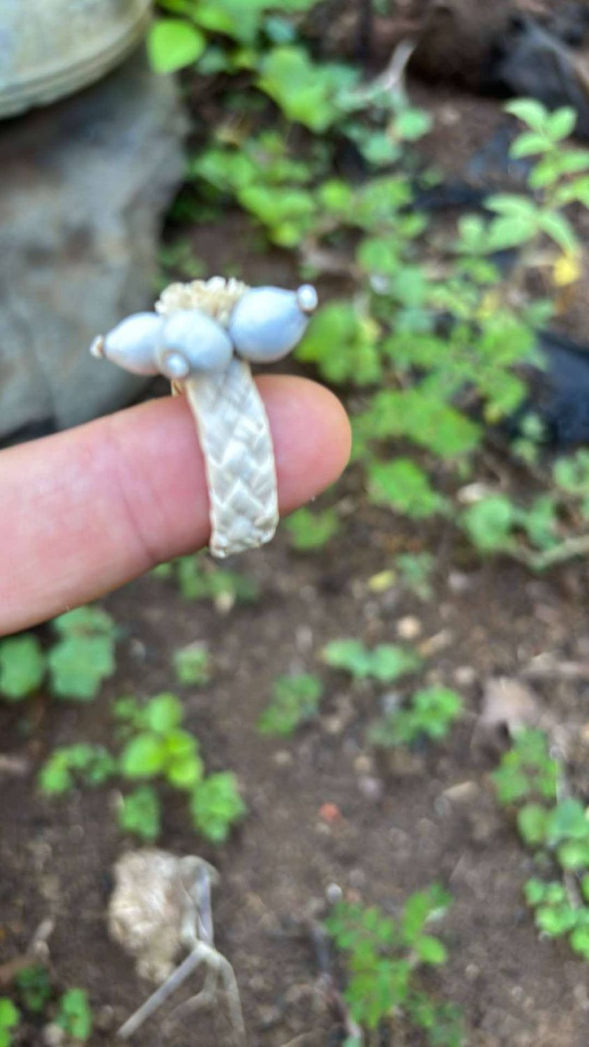 Ring Jobstear &amp; Coconut leaf plait.  South Pacific