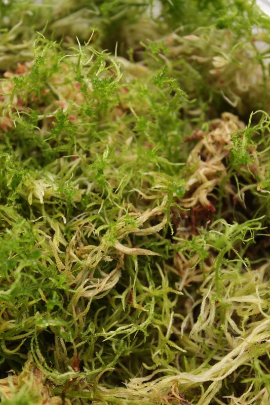 Sphagnum Moos Lebend - 200g