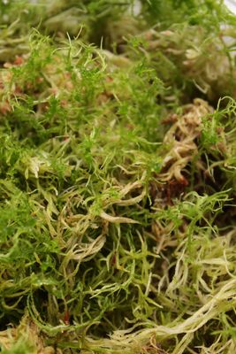 Sphagnum Moos Lebend - 200g