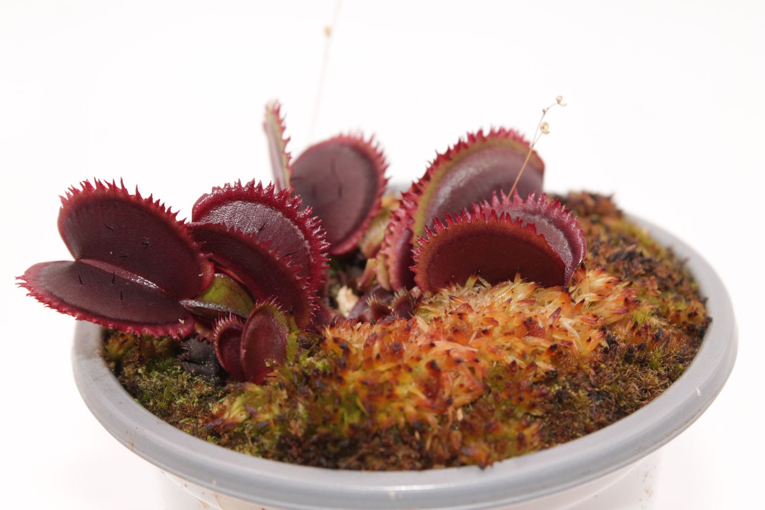 Red Sawtooth