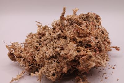 Sphagnum Moos Trocken - 100g