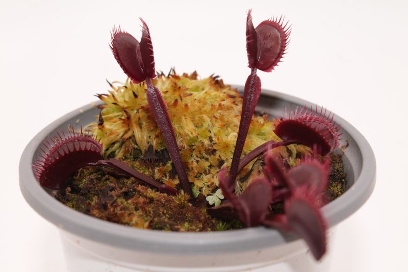 Dionaea muscipula Akai Ryu im Topf