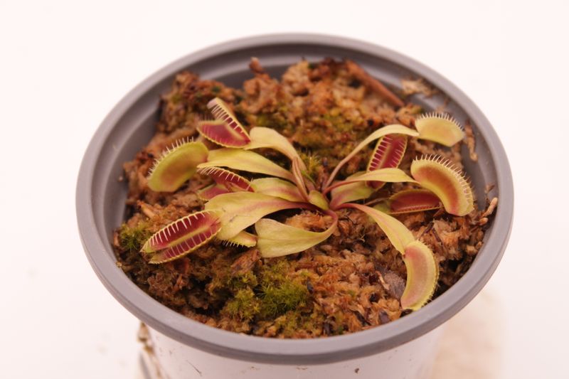 Dionaea muscipula Alien im Topf