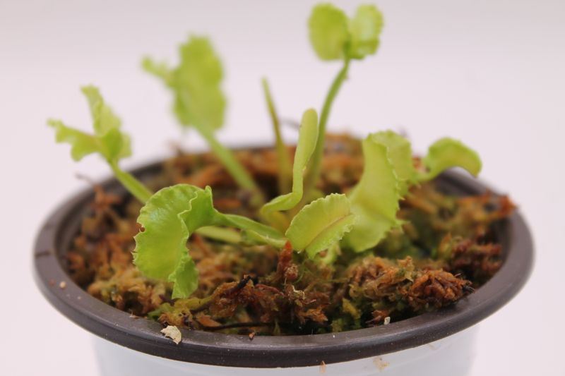 Dionaea muscipula Angry Lettuce im Topf