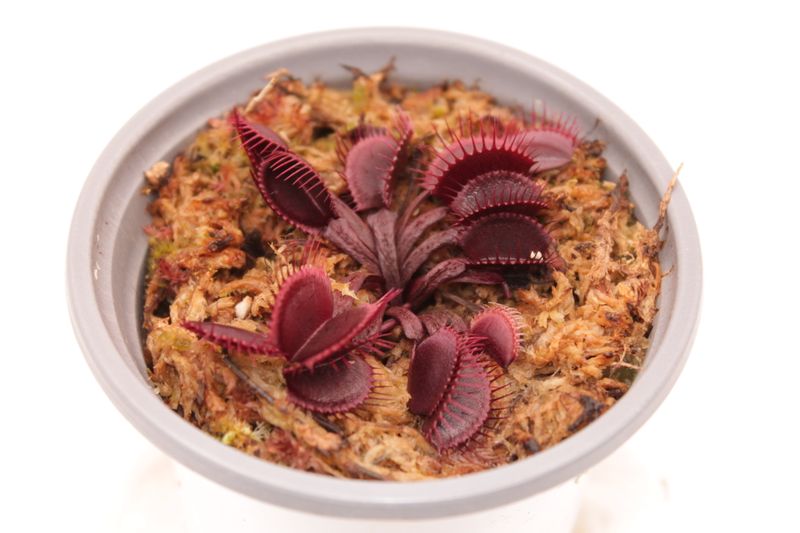 Dionaea muscipula Asura im Topf