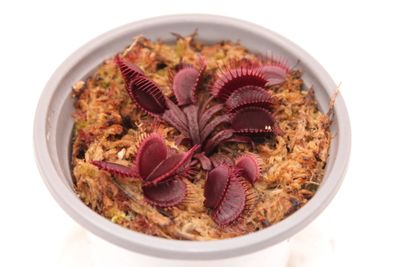 Dionaea muscipula Asura im Topf