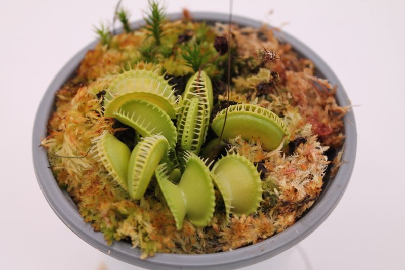 Dionaea muscipula Arched Traps im Topf