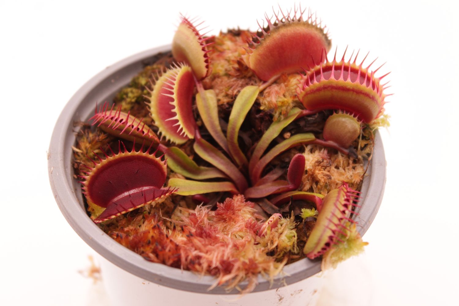 Dionaea muscipula Big Teeth Red Giant im Topf
