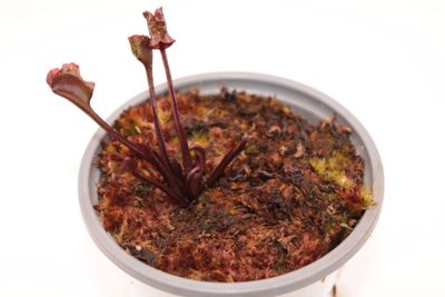 Dionaea muscipula AR Werewolf im Topf