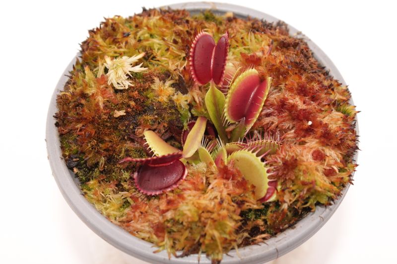 Dionaea muscipula B52 im Topf