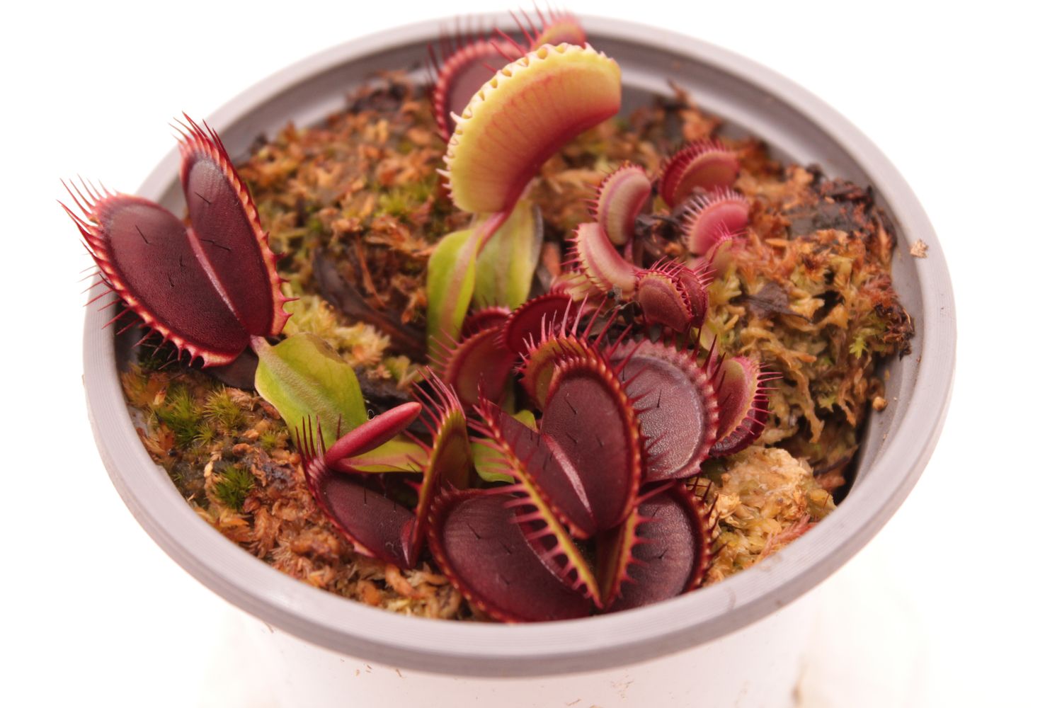 Dionaea muscipula Colour Selection I im Topf