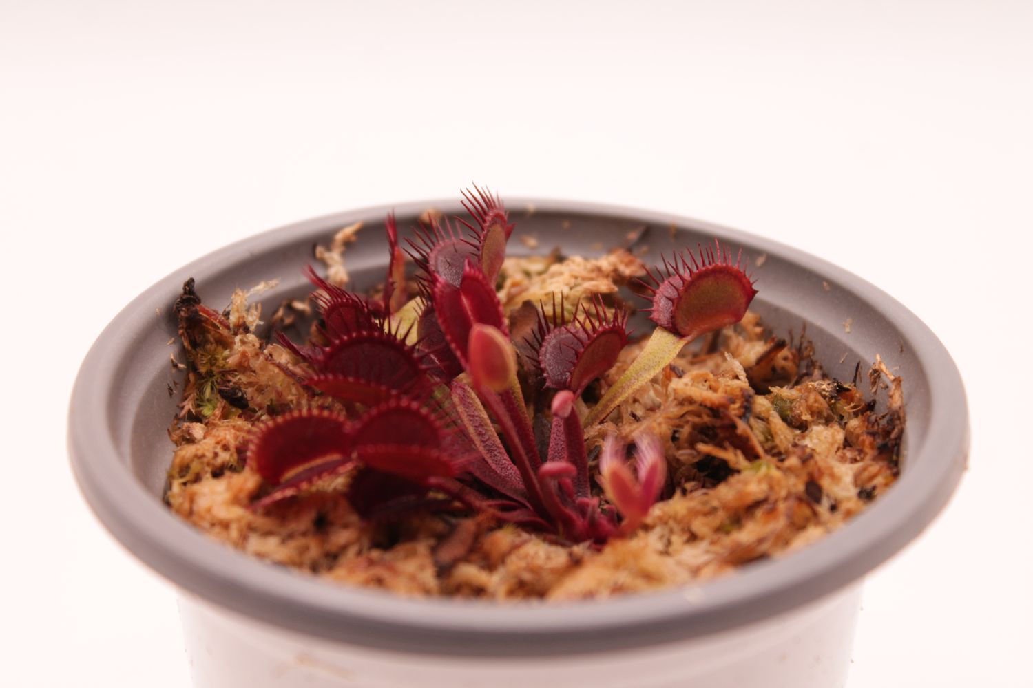 Dionaea muscipula Corona di Spine im Topf