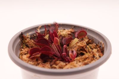 Dionaea muscipula Corona di Spine im Topf